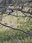 Belted Kingfisher 7255
